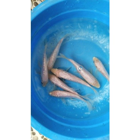 ikan koi white ginrin kumpay 10-12 cm