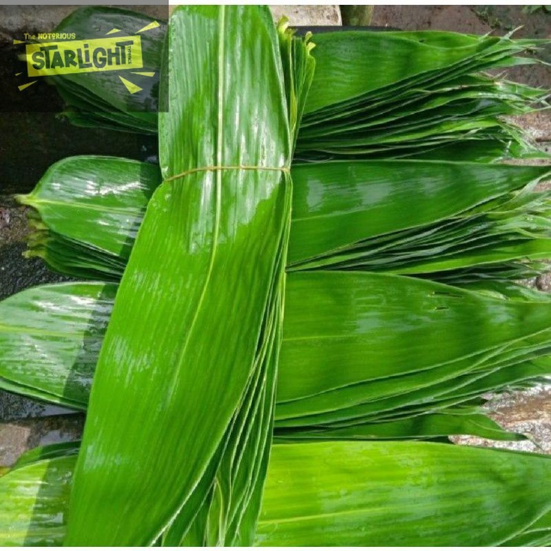 

Daun Bambu Daun Bambu Segar Bungkus Bakcang Ukuran Super - TOKO TANAMAN ABDI