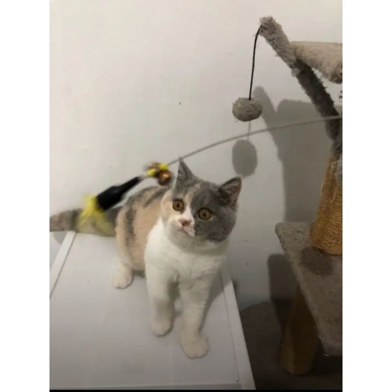 KUCING KITTEN BSH CALICO DELUTE CANTIK || BRITISH SHORTHAIR FEMALE