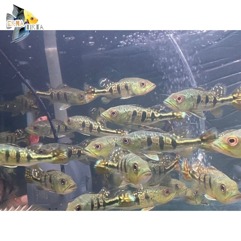 Peacock Bass Kelberi 7-8 cm pbas