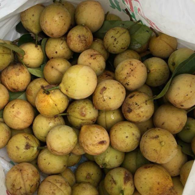 

1kg buah pala muda segar