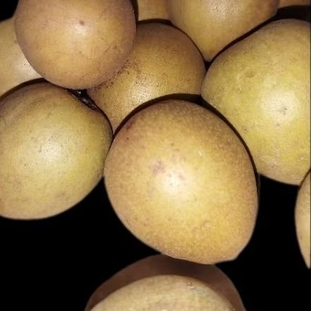 

ZS25 - Sawo Madu mengkal tua asli manis dan segar 1kg poto asli