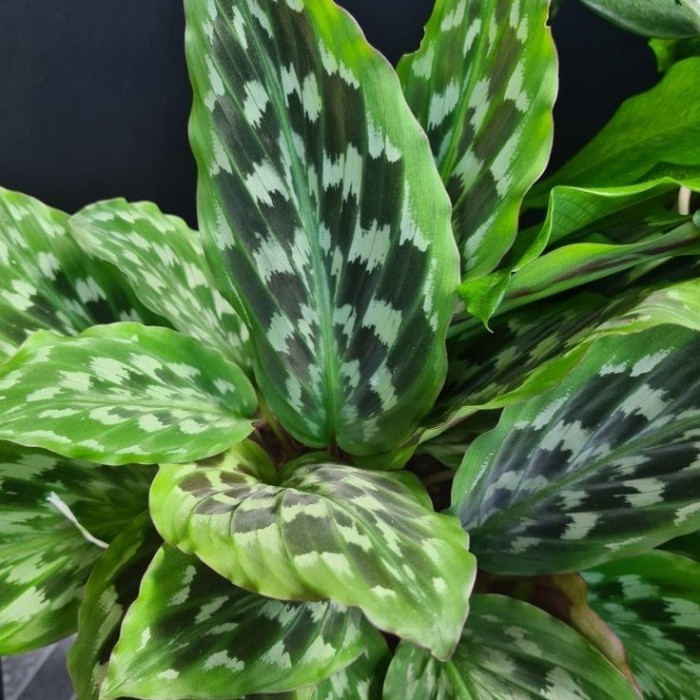 Calathea Peacock 'Merak' / Tanaman Hias Calathea