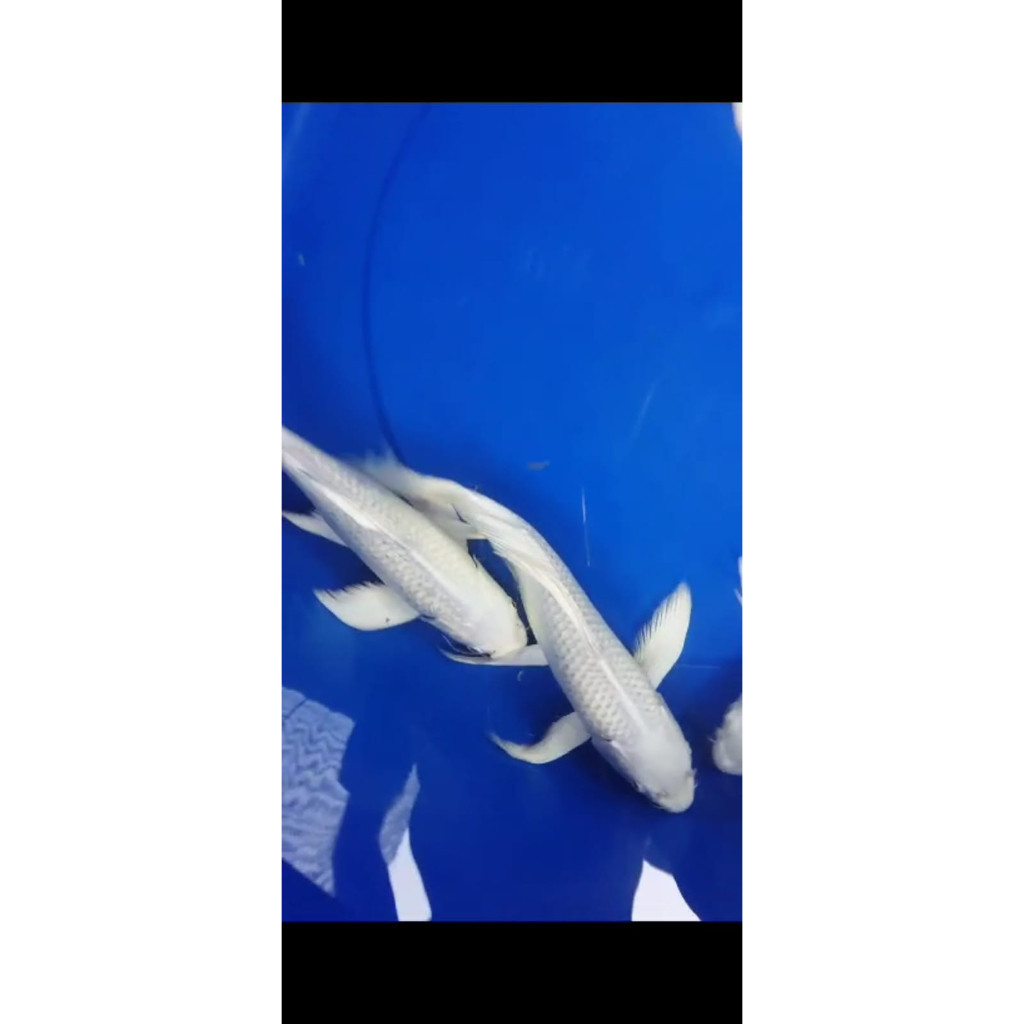 Bagus Koi Platinum Slayer / Kumpay 30 Cm Up