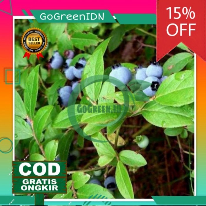 Bibit Tanaman Blueberry | Jamfruit