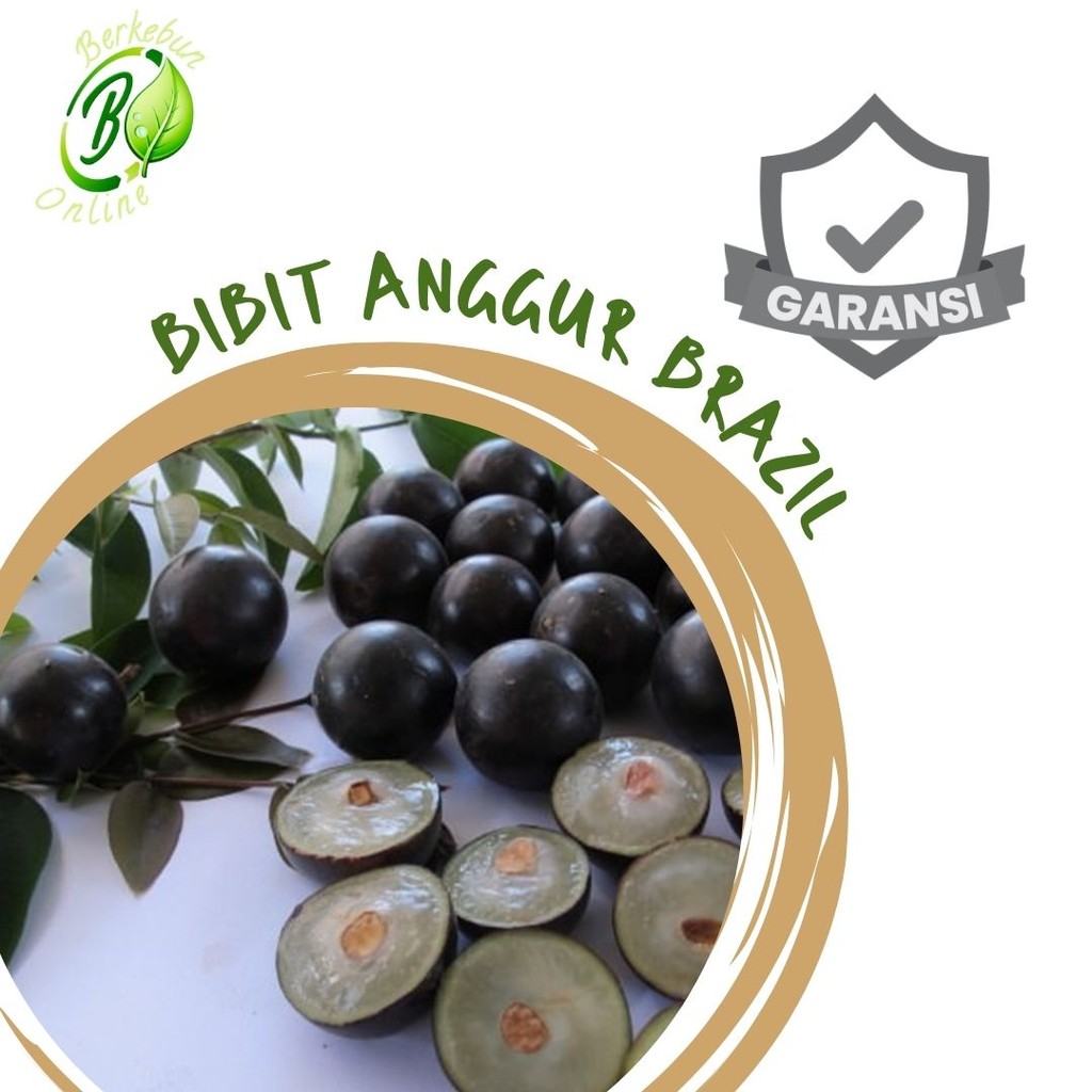 Bibit Anggur Brazil Precco Sabara Batang Besar Anggur Brasil Asli Cepat berbuah