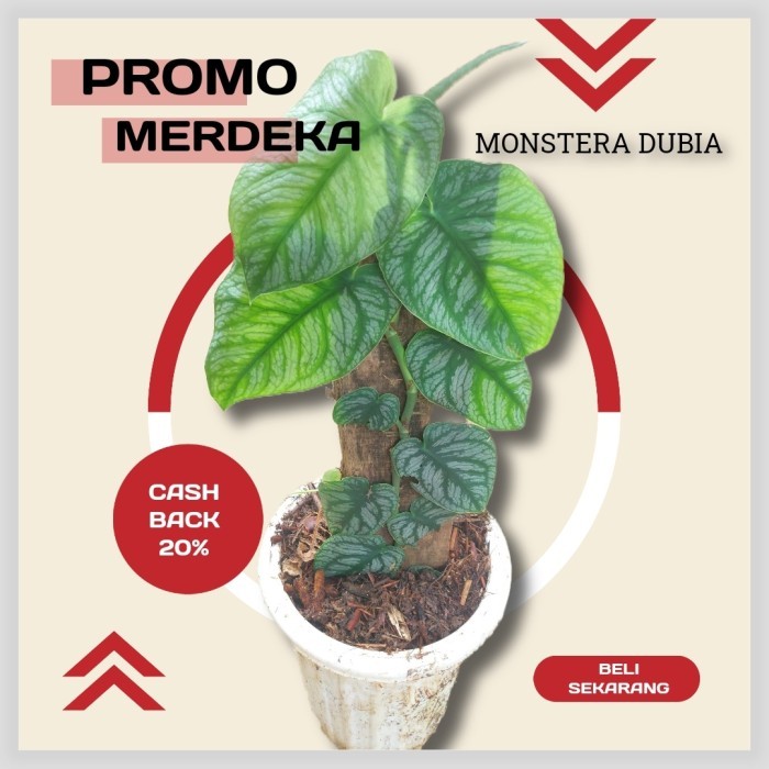 dubia monstera