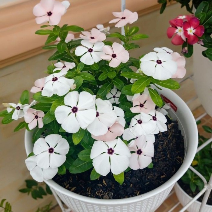 tanaman hias vinca tapak dara vinca bunga pink putih