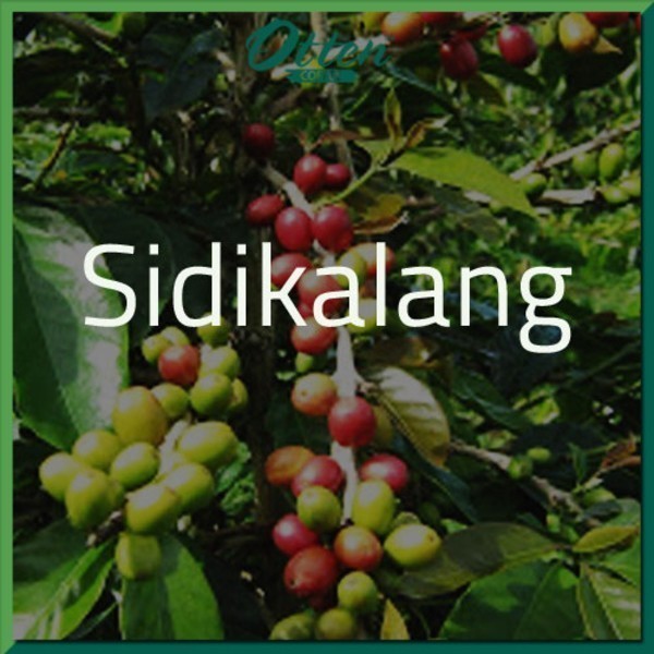 

Green Bean Arabica Sidikalang - 1 Kg