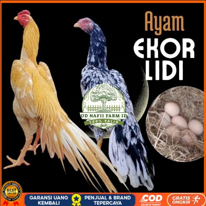 

telur ayam ekor lidi asli original bisa untuk di tetaskan fresh UD NAFII FARM ID