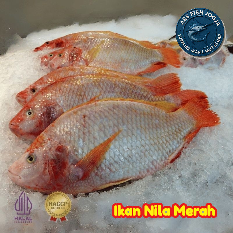 

Ikan Nila Merah 500 gram