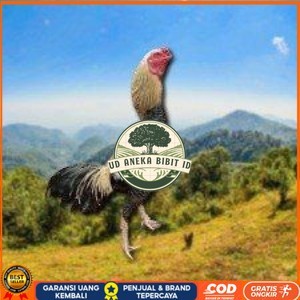 

telur ayam Shamo Japanese (Telur fertil) UD ANEKA BIBIT ID