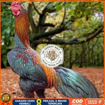Telur Ayam Pakhoy Trah Maneedaeng Vertil Siap Di Tetaskan Jaminan Super Oiginal Bergaransi UD GHANIY