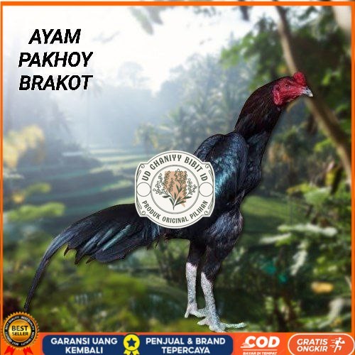 

Telur Ayam Pakhoy Full Brakot Vertil Siap Di Tetaskan Jaminan Super Oiginal Bergaransi UD GHANIYY BIBIT ID
