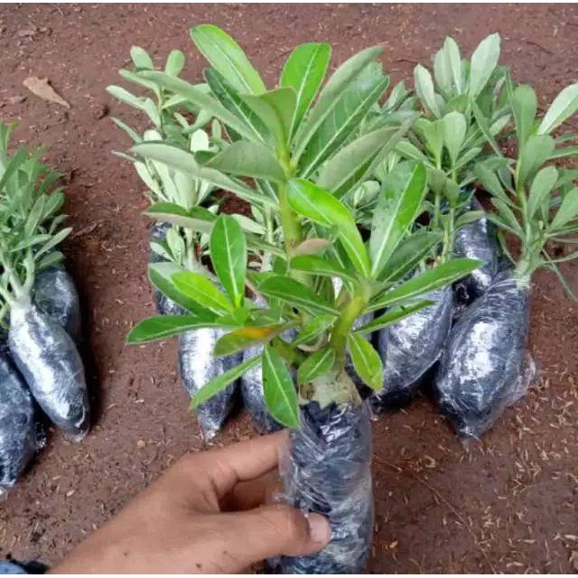 bibit tanaman adenium bunga kuning bonggol besar bahan bonsai kamboja jepang