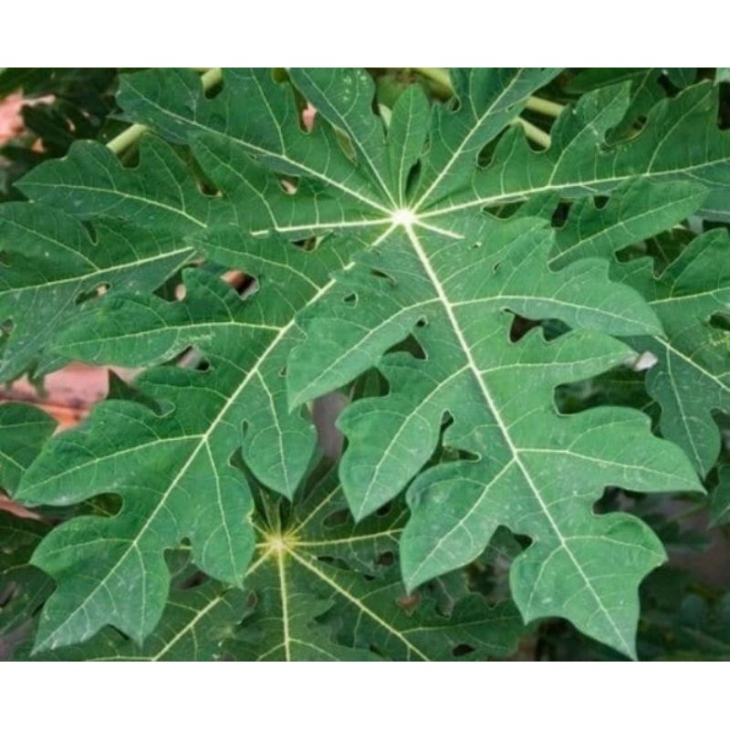 

Promo 1kg Daun pepaya segar/herbal kecantikan alami