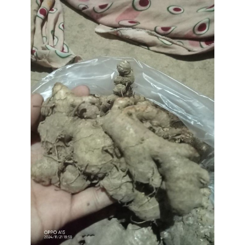 

Jahe Jawa Segar Fres.cocok Buat Wedang Jahe/buat Di Tanam Lagi 500gram