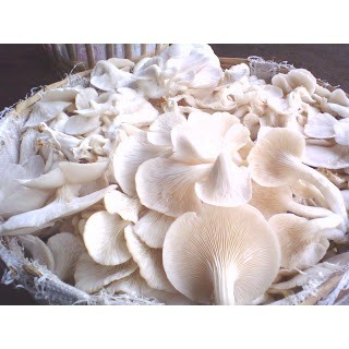 

Jamur Tiram Segar Murah 1kg Kirim Instant