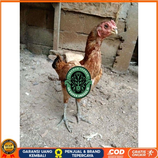 

Asel Beak Parrot terlur terlaris original berkualitas UD_SUPER_UNGGUL_ID