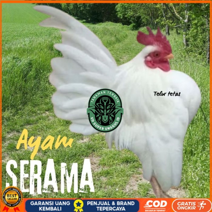 

telur ayam Serama kontes asli bisa untuk di tetaskan original berkualitas UD_SUPER_UNGGUL_ID