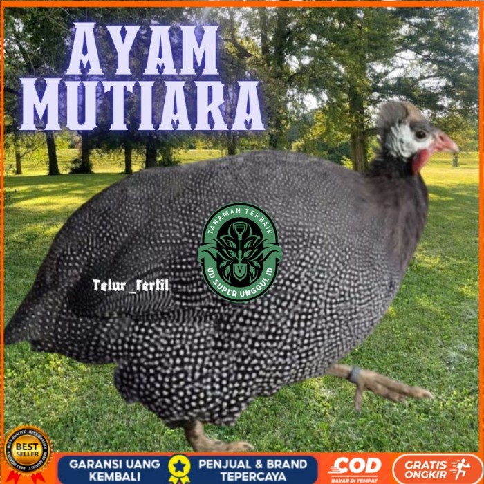 

telur ayam mutiara untuk tetaskan original berkualitas UD_SUPER_UNGGUL_ID