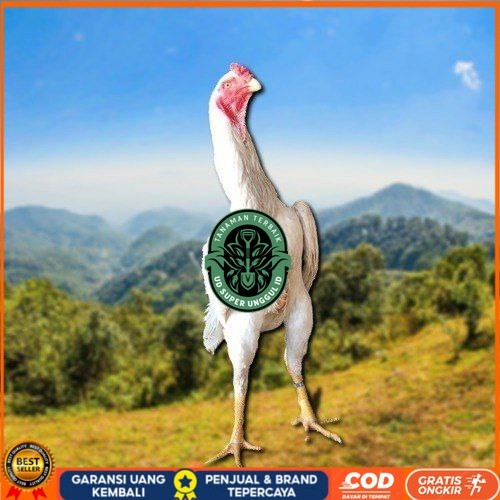 

telur tetas ayam shamo berkualitas UD_SUPER_UNGGUL_ID