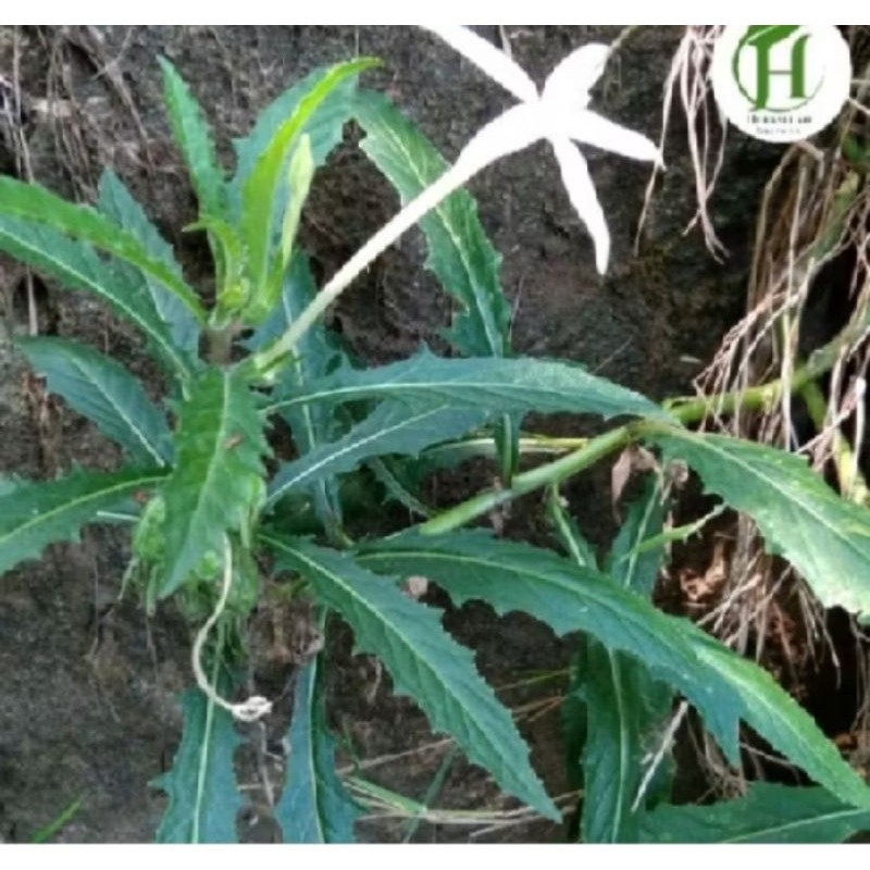 

Daun kilotod seger 1kg plus akar