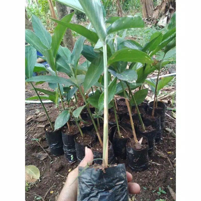 (berdaun utuh tanpa pangkas)bibit kapulaga hibrida - benih kapulaga - bibit rempah