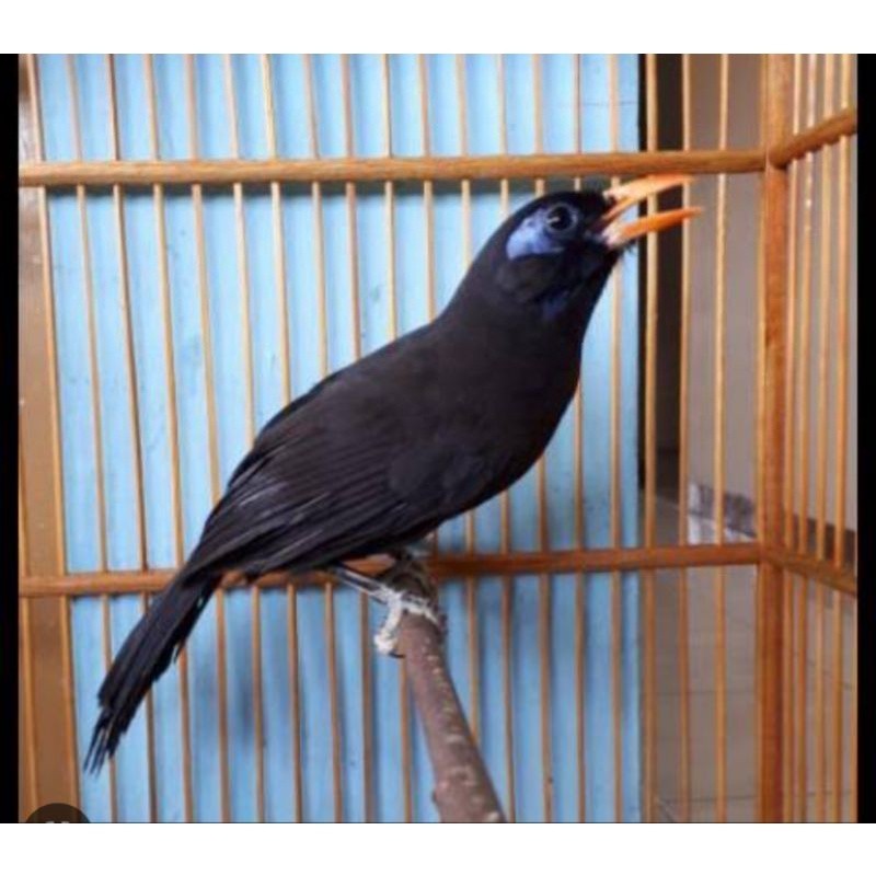 POKSAY REMBO JANTAN MULUS