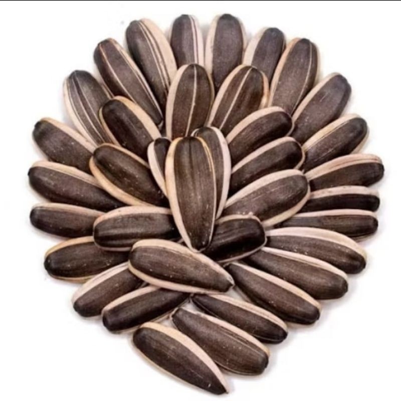 GROSIRAN BIJI BUNGA MATAHARI JUMBO KWACI KESUKAAN PARROT BISA JUGA DI TANAM