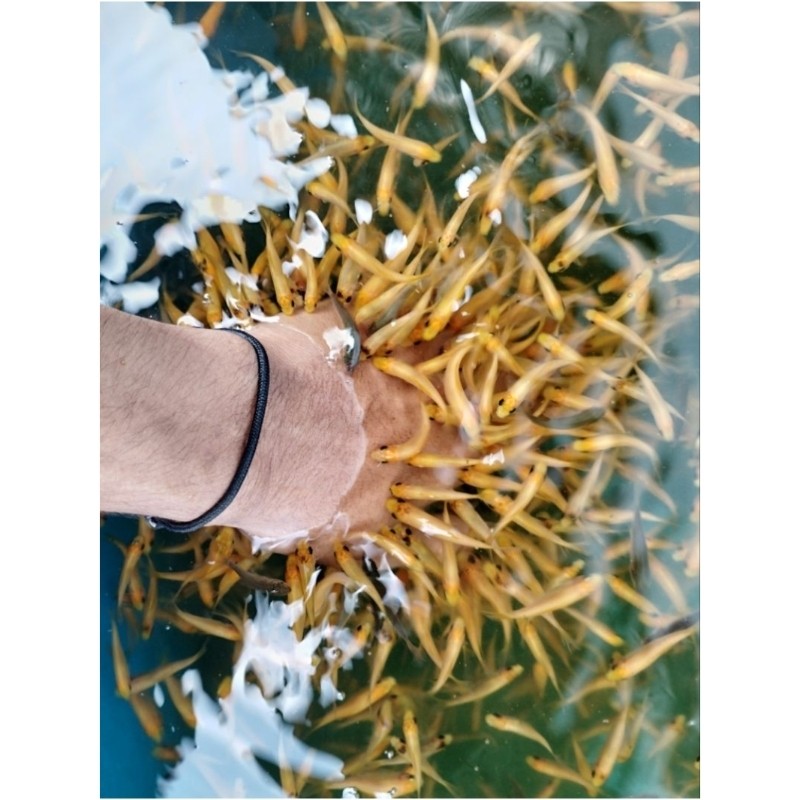 [PROMO BONUS PAKAN] Paket 100 Ikan Terapi Nilem Lemon