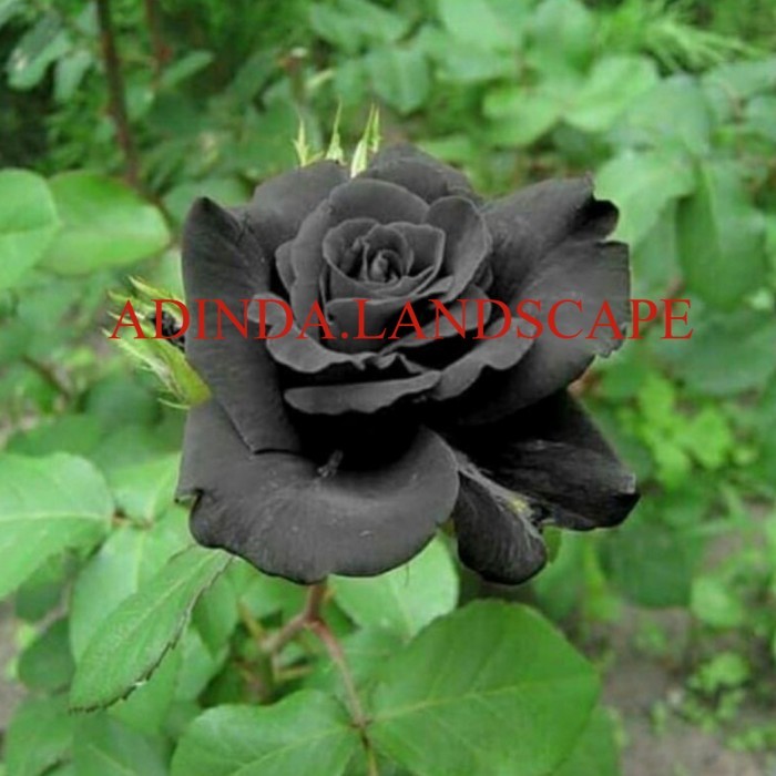 A.L Tanaman Hias Bunga Mawar Hitam - Pohon Mawar