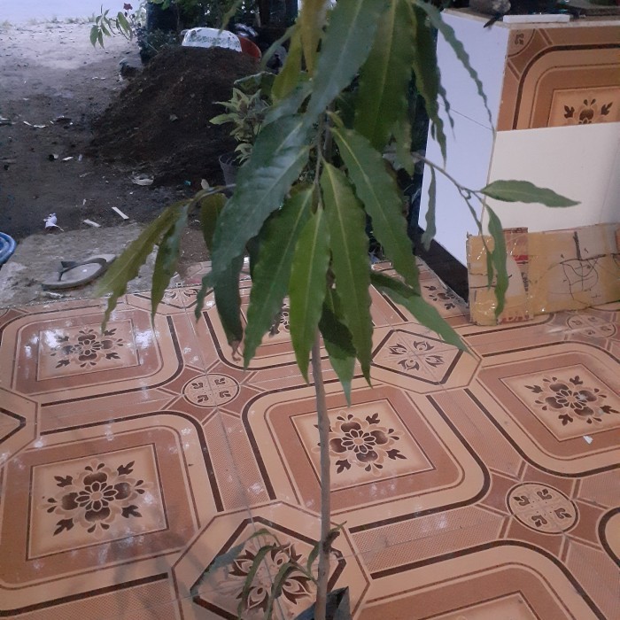 BIBIT TANAMAN GLODOKAN TIANG/ POHON GLODOKAN TIANG TINGGI 70CM