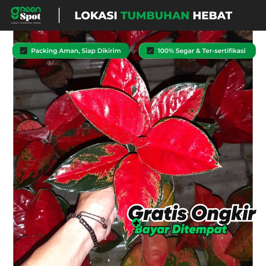 Aglonema Suksom Merapi