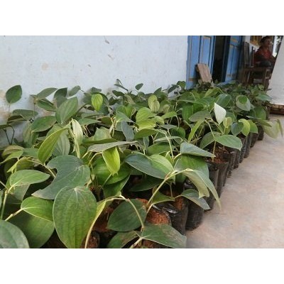 BIBIT TANAMAN LADA PERDU MERICA PERDU