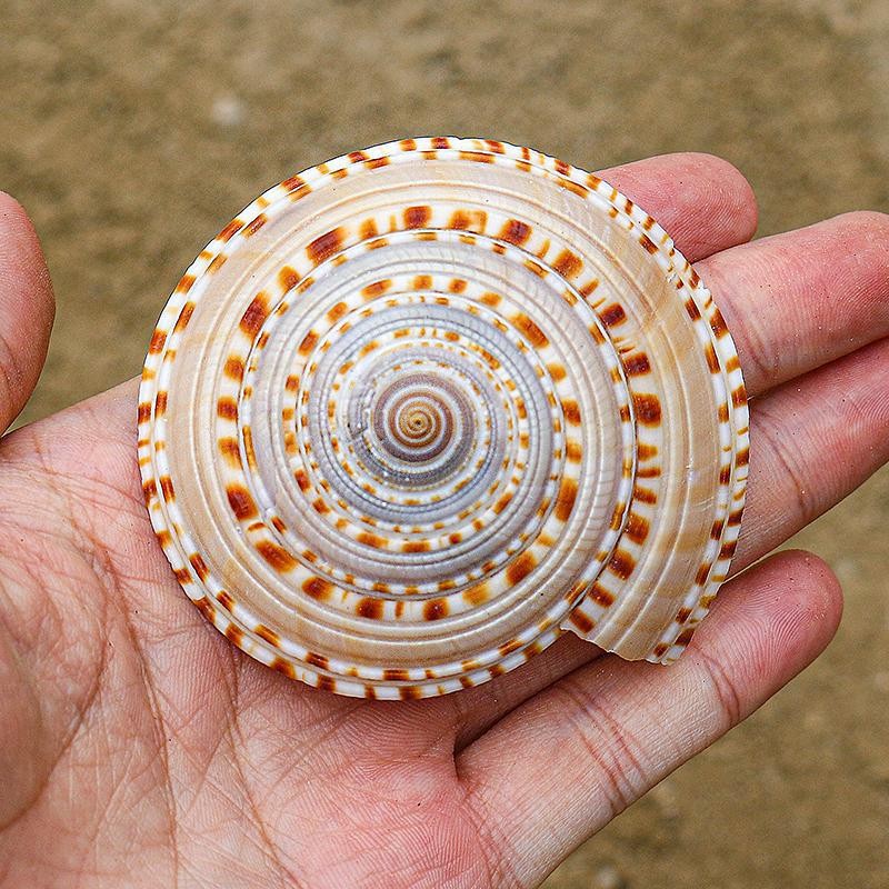 Sundial Snail Sunburst Carrier Snail Natural Conch Shell Home Decoration Collection Specimen Snail S