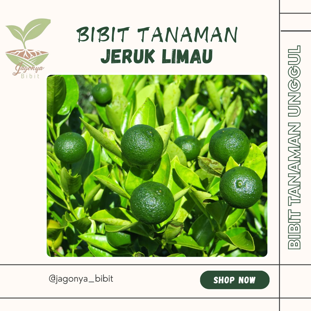 Bibit Jeruk Limau/jeruk sambal jeruk sambal atau jeruk limau