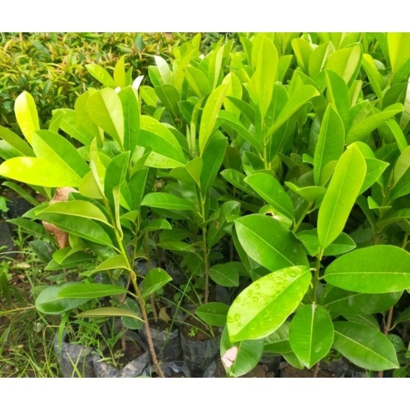 [promo] bibit sawo manila berkualitas non cangkok terbaik