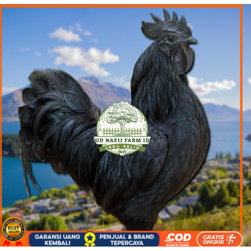 

telur ayam cemani lidah hitam ( asli ) bisa untuk di tetaskan jumbo UD NAFII FARM ID