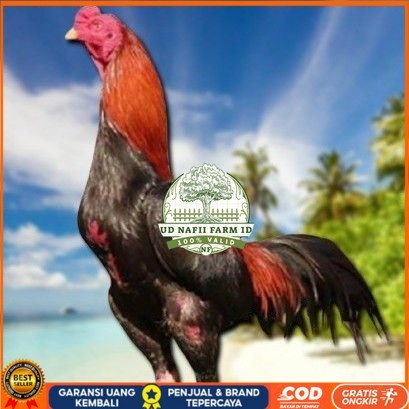 

telur ayam bangkok original bisa untuk di tetaskan UD NAFII FARM ID