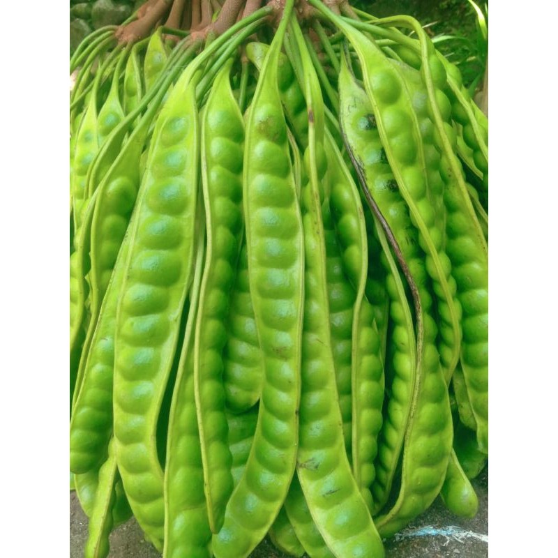 

TELARIS PETE/PETAI TUA FRESH ISI 20 PAPAN LONJOR BARU PETIK