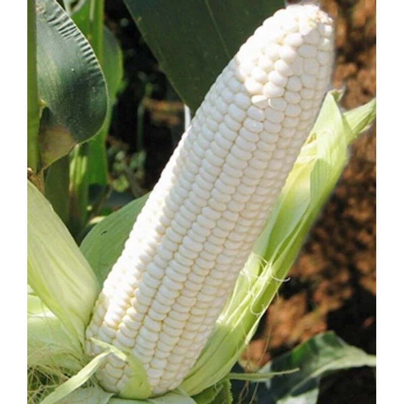 [Free gift]20 Benih Jagung Ketan Putih/ Biji Jagung Pulut Putih Kumala F1 Unggulan