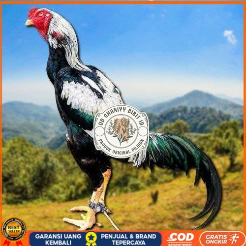 

telur ayam shamo tarung super garansi UD GHANIYY BIBIT ID