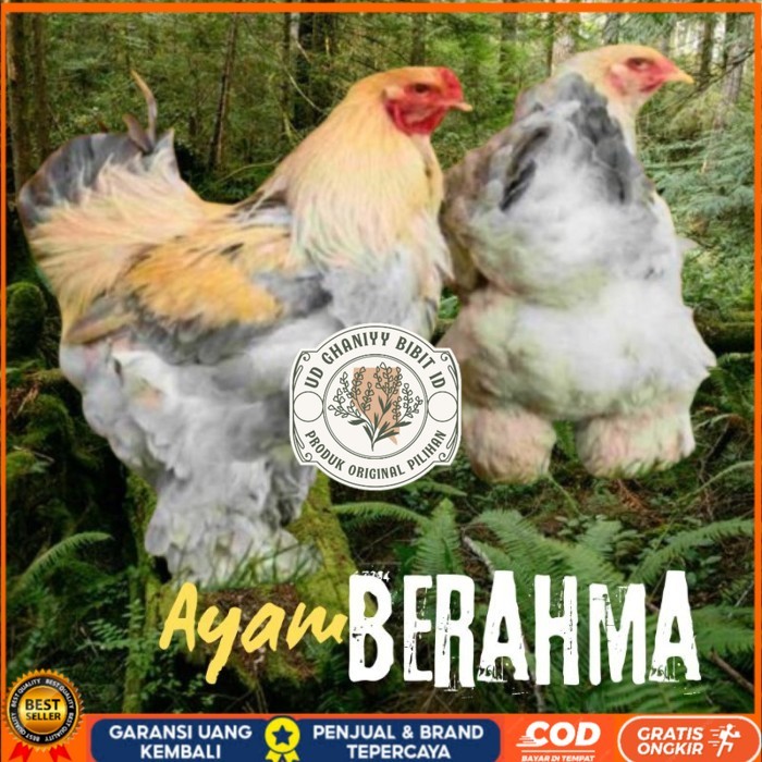 

telur ayam hias Berahma siap tetas original berkualitas UD GHANIYY BIBIT ID