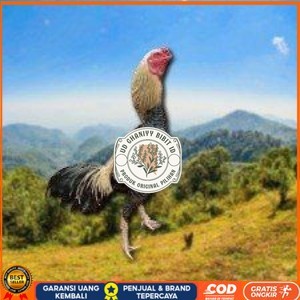 

telur ayam Shamo Japanese (Telur fertil) UD GHANIYY BIBIT ID