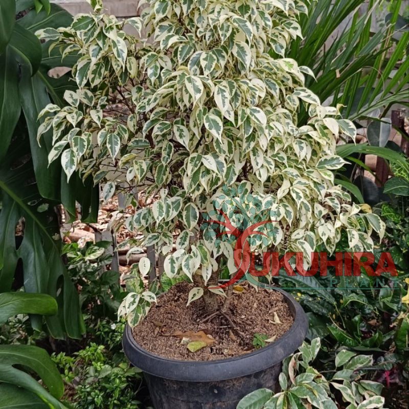 beringin putih (Ficus benjamina variegata)