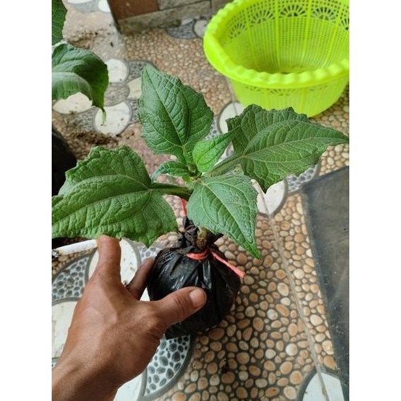 bibit tanaman umbi manis yakon/yakunah