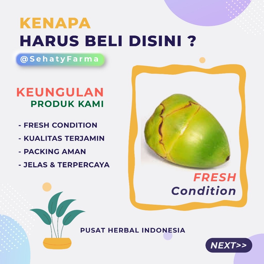 

FRESH! BELULUK KELAPA KECIL | TEMBULUK HERBAL