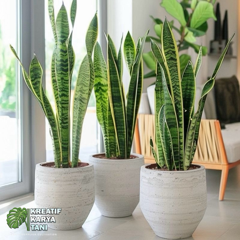 Paket 3 Tanaman sansivera lidah mertua - Sansivera lidah mertua