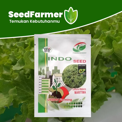 PROMO / Benih Bibit Selada Hijau Batavia Maritima 500 Pills Original Pabrik Indoseed NEW
